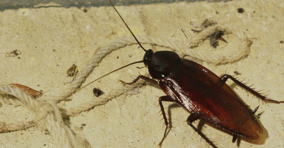 Smoky brown Cockroach