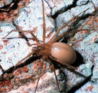 brown recluse