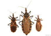 Three kissing bugs various life stages