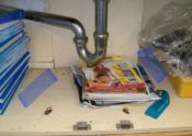 dead American cockroaches under a sink in a classroom
