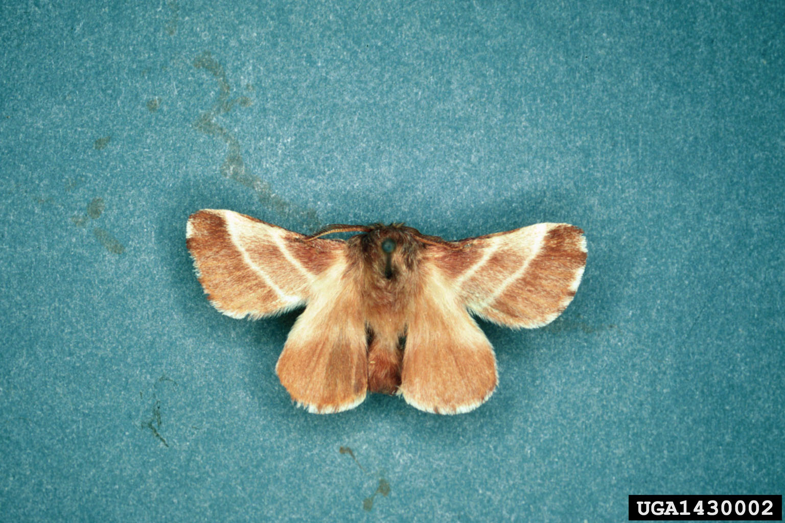 Eastern Tent Caterpillar Moth