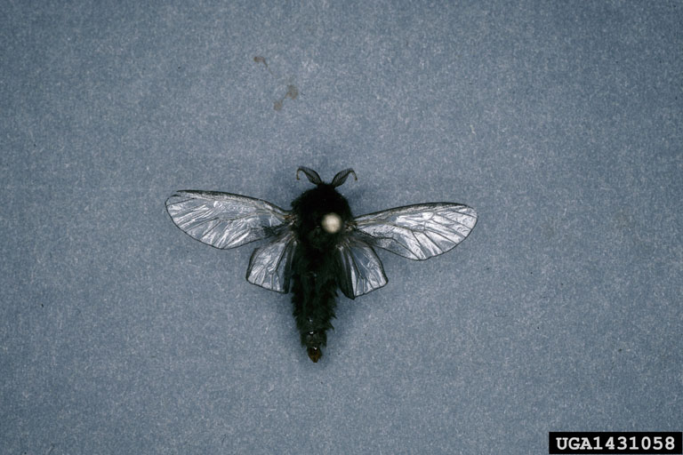 a newly emerged moth from the evergreen bagworm