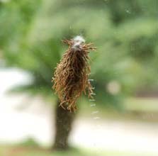 Bagworm