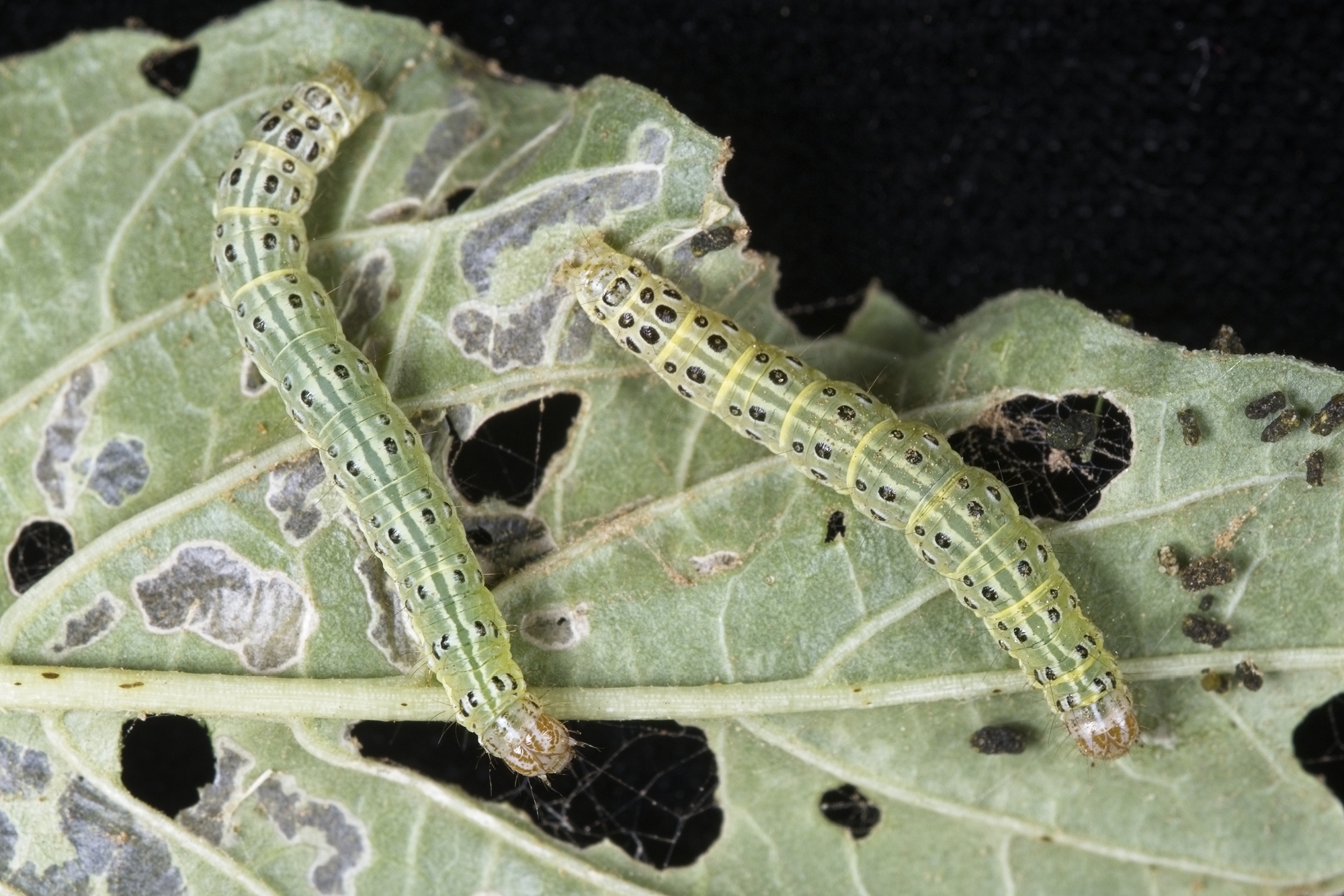 Garden webworm