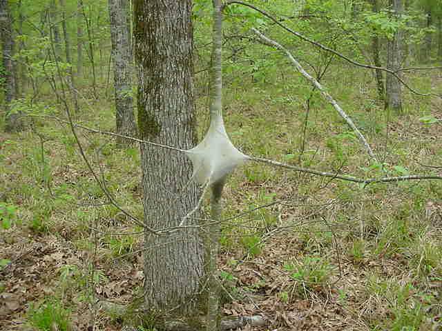 eastern tent caterpillars