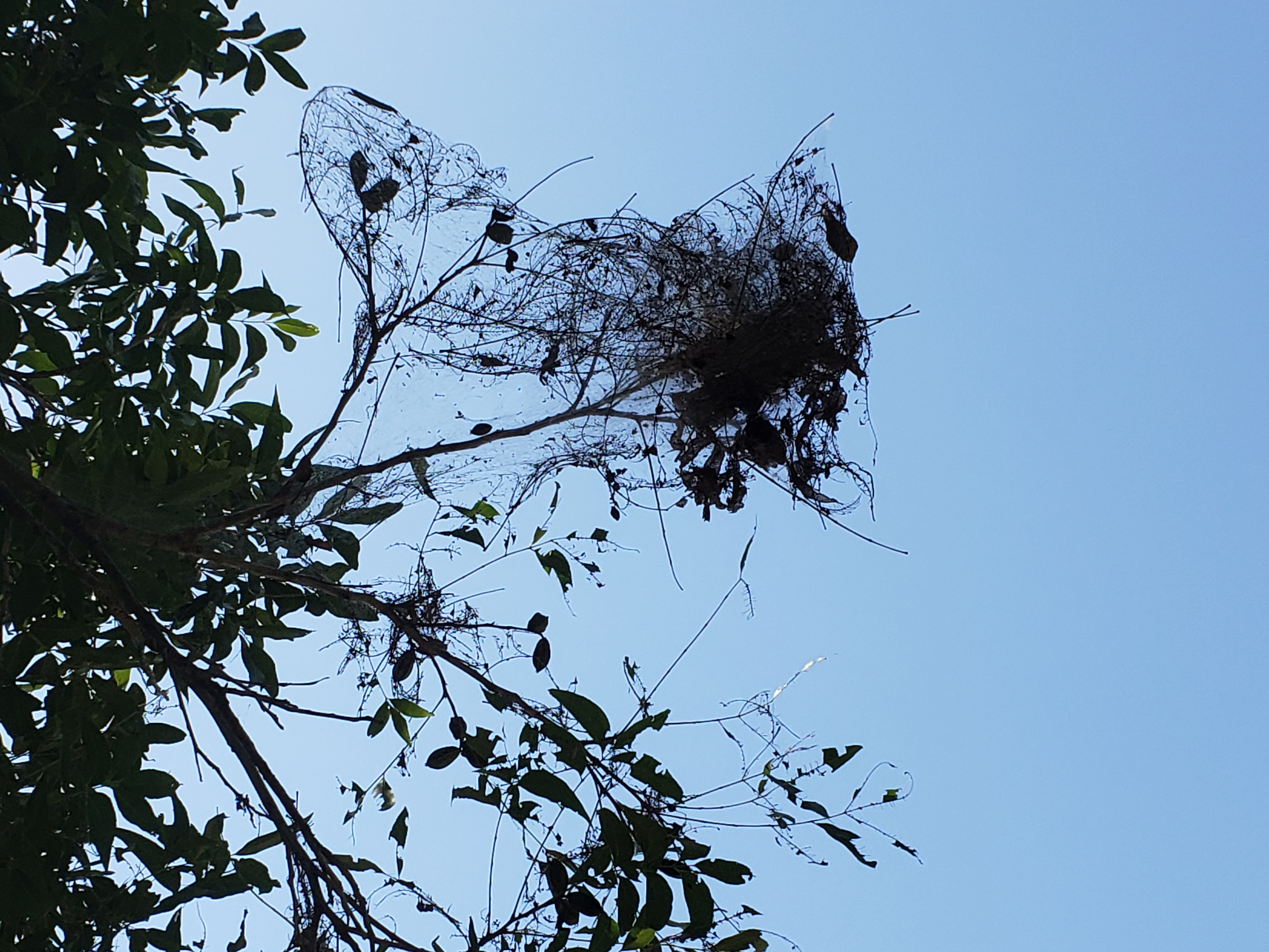 tent web worm