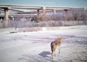 Coyote on concrete road with high five bridge in background