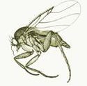 phorid fly