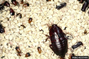 oriental cockroach (Blatta orientalis)