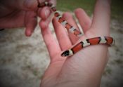 milk snake in hand