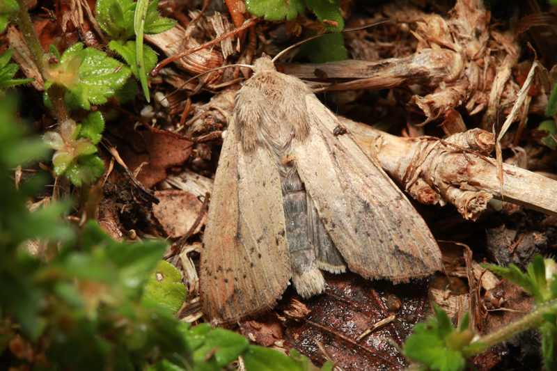 Drab Gray Moth adult of fall armyworm