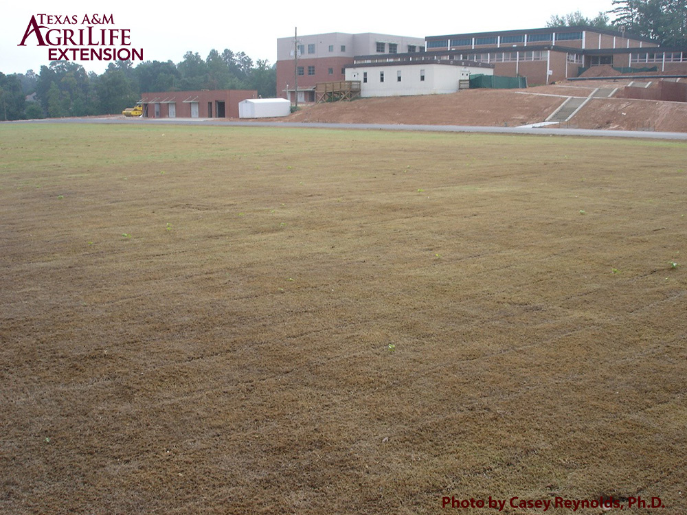 fall armyworm damage on sports field