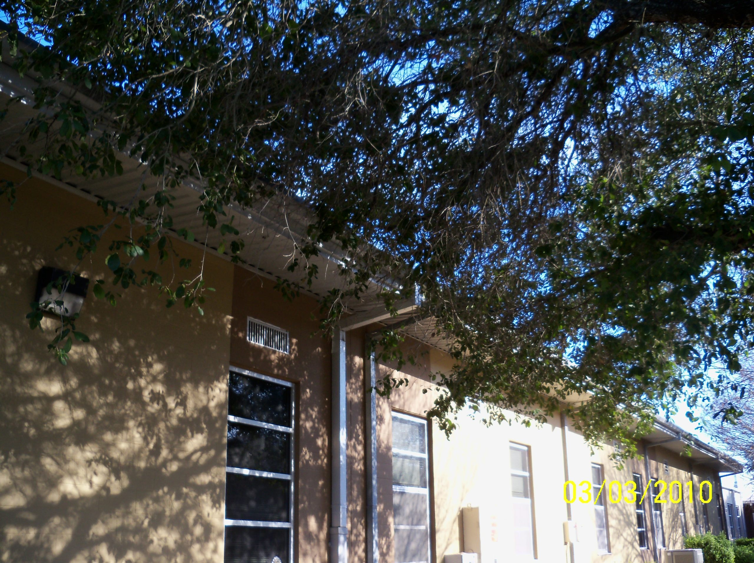 trees touch building