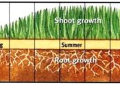 chart of warm season trufgrass growing chart